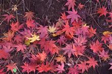 修善寺に紅葉狩り