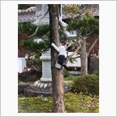 木登りするネコちゃん