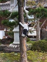 木登りするネコちゃん