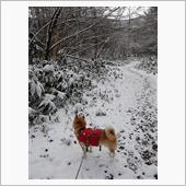 初冬の区界高原にいってみた