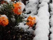 雪道と雪かきの肩慣らし