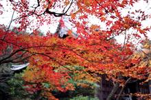 近場？で紅葉狩り