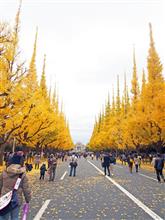 神宮外苑の銀杏→靖国神社・新嘗祭→丸の内でフォーミュラーE。