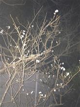 この時期恒例の