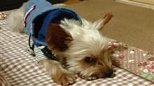 １１月２３日、オヤスミ❄なちゃーい🐶😪