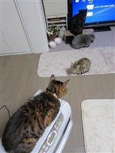 ニャ～ニャ ニャ～ニャニャ～ ニャ～ニャニャ～ニャニャ ニャ～ニャ～ニャ～ ニャ～ニャニャニャ ニャニャニャ～ ニャ～ッニャ～ニャ～ニャア～♪