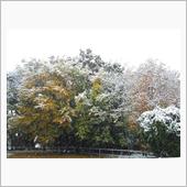 紅葉と雪のコラボ