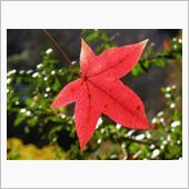 １１月２３日、香嵐渓の紅葉
