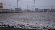 雪ふってます