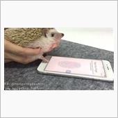 iPhoneの指紋認証、ハリ ...