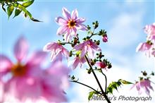 紅葉と花と鳥と・・・