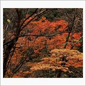 寸又峡で紅葉狩り