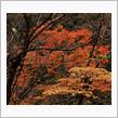 寸又峡で紅葉狩り