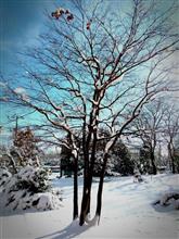 根雪になりそう…と思わせて融けそう