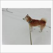 11/24本当に雪降りました