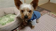 １１月２４日、オヤスミ🌙✨❄なちゃーい🐶😪