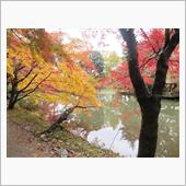 京都の紅葉-1