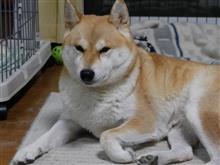 妄執の彼方へ