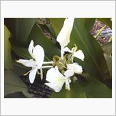 茗荷の花は良い匂い