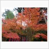 滋賀の紅葉🍁（&#180; 3｀)