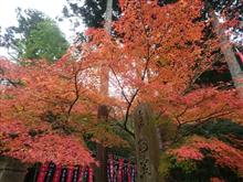 滋賀の紅葉🍁（&#180; 3｀)