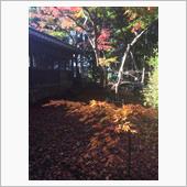 本土寺と東漸寺の紅葉