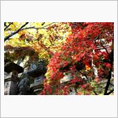 金刀比羅宮へ紅葉狩り