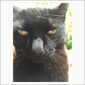 黒猫の怪