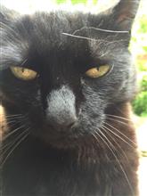 黒猫の怪