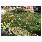 「モネの池」 に行きました。