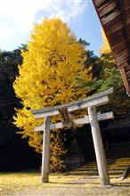 いちょうの紅葉♪