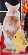 うさフェス 2016へ
