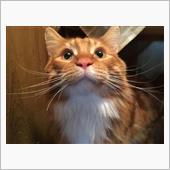飼い主おかしいにゃ