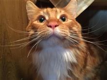 飼い主おかしいにゃ