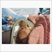 うちの暴れん坊、犬なのにコタ ...
