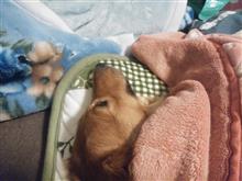 うちの暴れん坊、犬なのにコタツ大好き・・・。