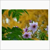 Dahlia  imperi ...