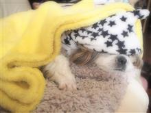 仁くん　寝てます(*^_^*)