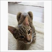 忙しい忙しいって言ってると余 ...