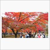 「京都・奈良・香嵐渓と小原四 ...