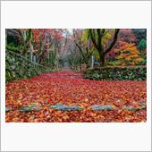 2016紅葉狩り⑦　今季最後 ...