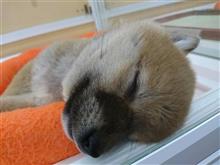 やっぱり柴犬はかわいいなぁ～♪