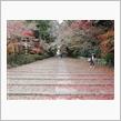 京都の紅葉（その１）