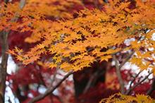 午後の紅葉