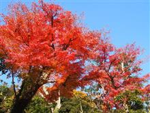 鎌倉の紅葉と江ノ電タンコロまつり2016