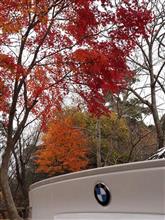 六甲紅葉？散歩(^^♪