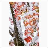 雪と紅葉 in 道志道