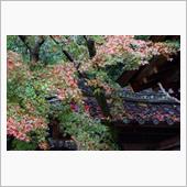 2016秋　京都の終い紅葉