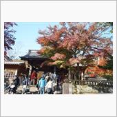 秋の修善寺で真っ赤なもみじを ...