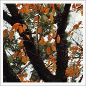 紅葉